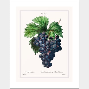 Vitis Vinifera Posters and Art